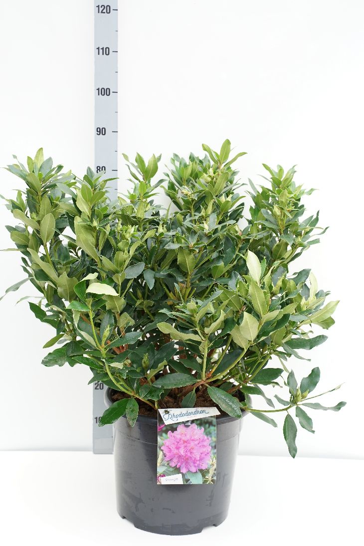 Rododendron ponticum - C20 60-80 CM