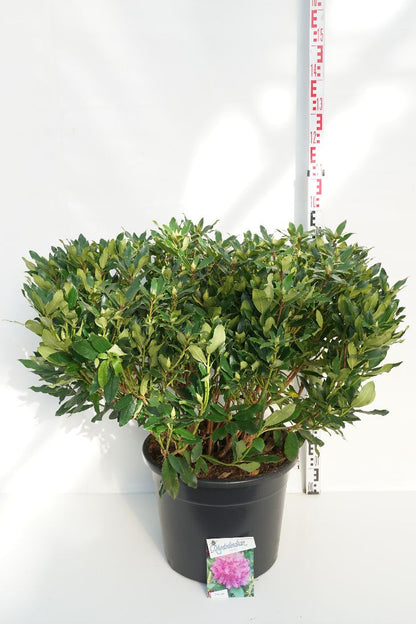 Rhododendron ponticum C40 (40 liters kruka) 80-100 cm