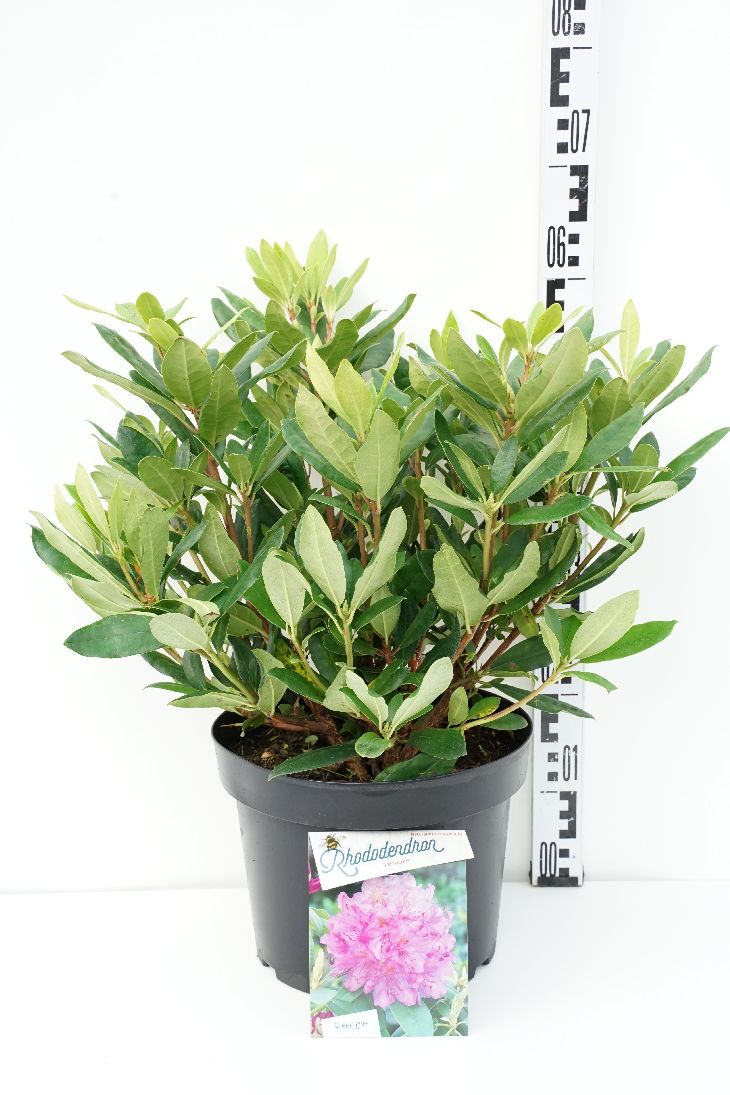 Rododendron ponticum - C10 50-60 CM