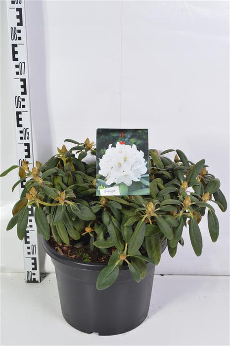 Rhododendron (Y) 'Porzellan'