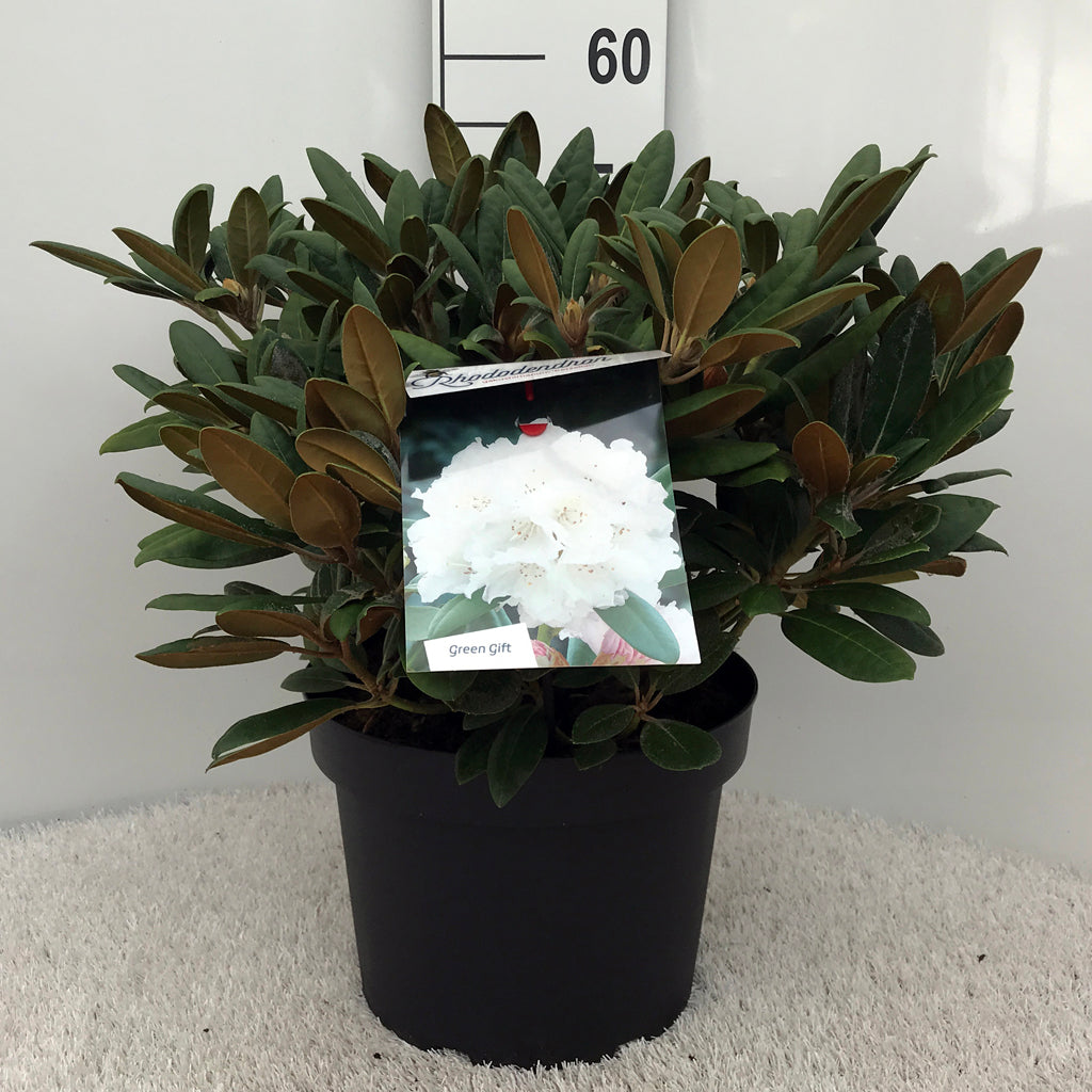 Rhododendron (Y) &