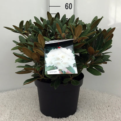 Rhododendron (Y) &