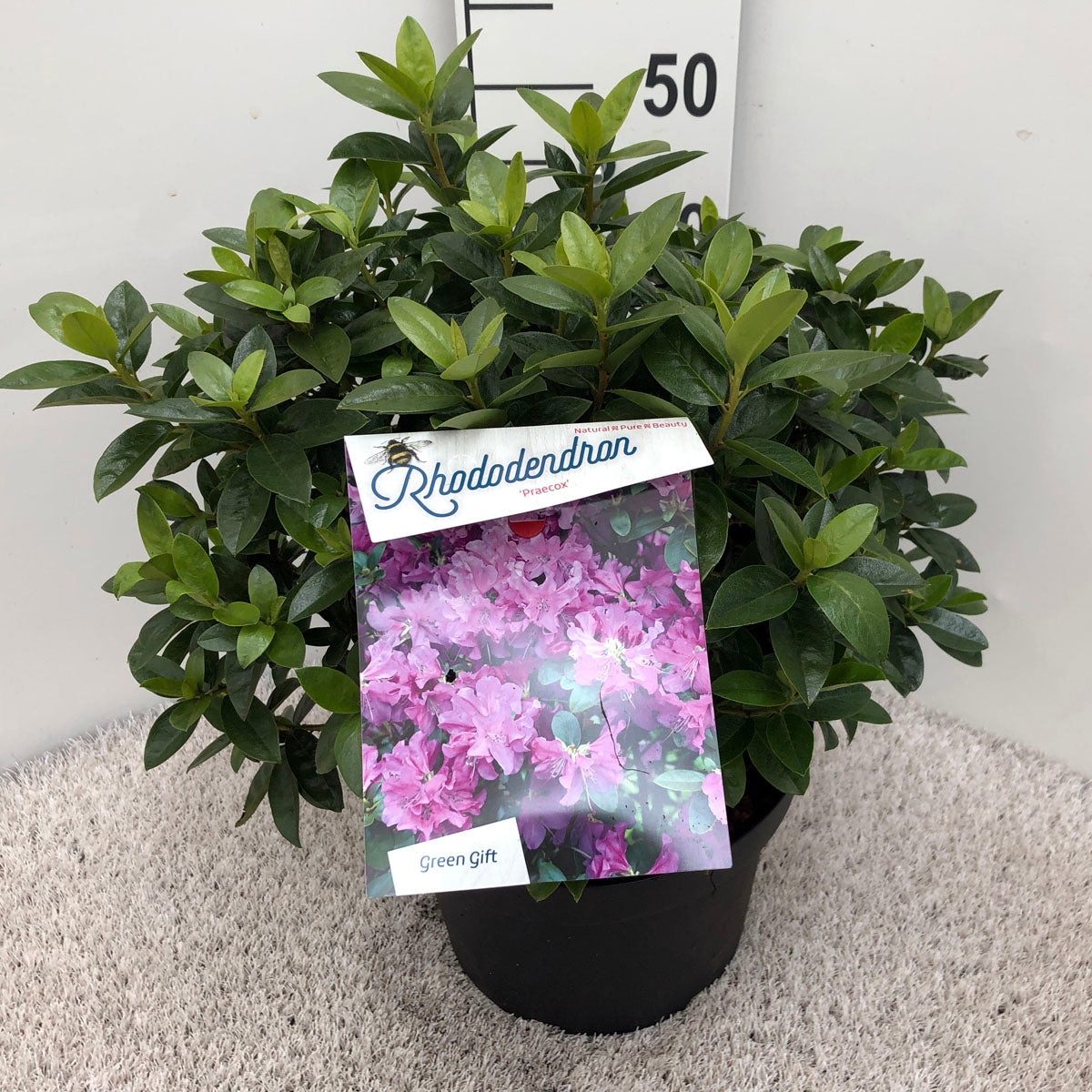 Rododendron &