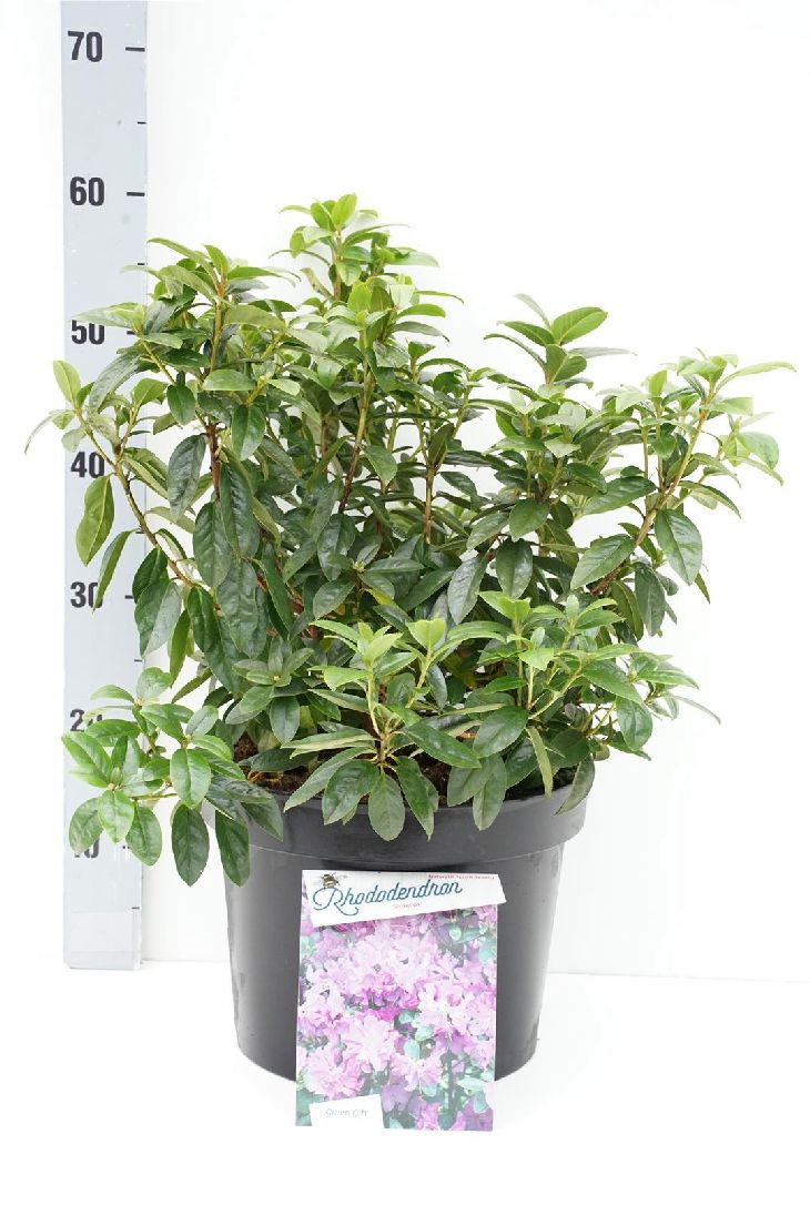 Rododendron &