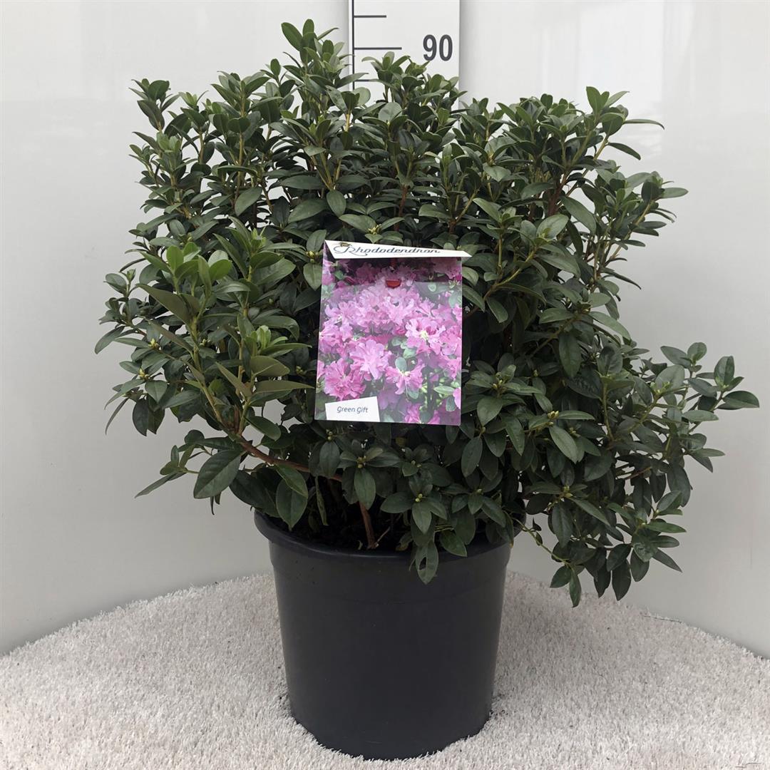 Rododendron &