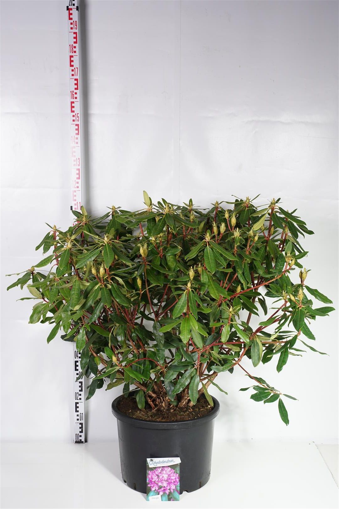 Rhododendron pont. &