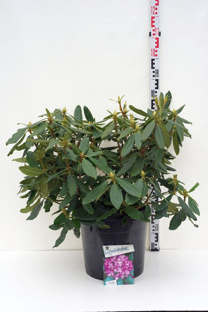 Rhododendron pont. &