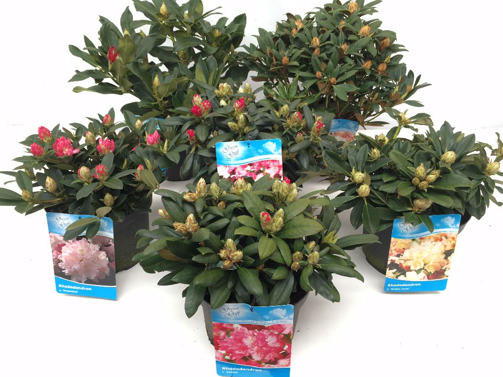 Rododendron (Y) &