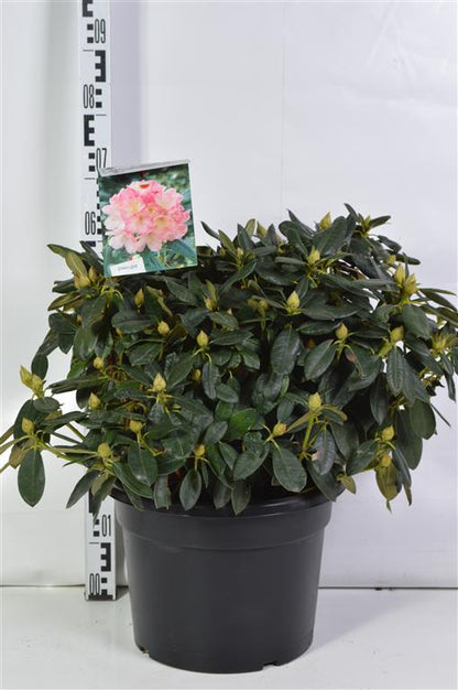 Rhododendron (Y) &