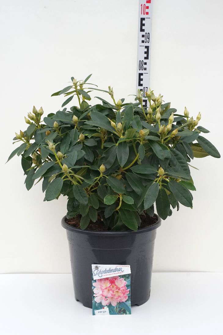Rhododendron (Y) &