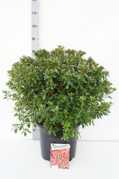 Rhododendron (AJ) &