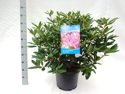 Rhododendron &