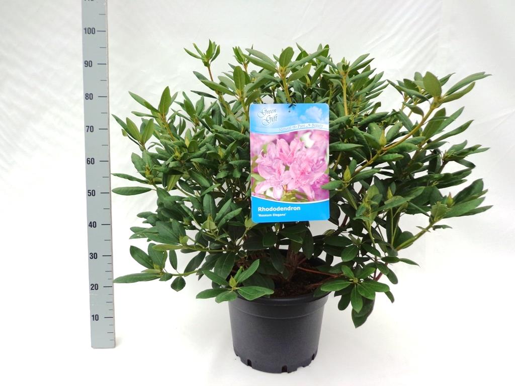 Rhododendron &