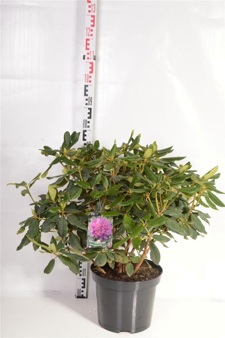 Rododendron &