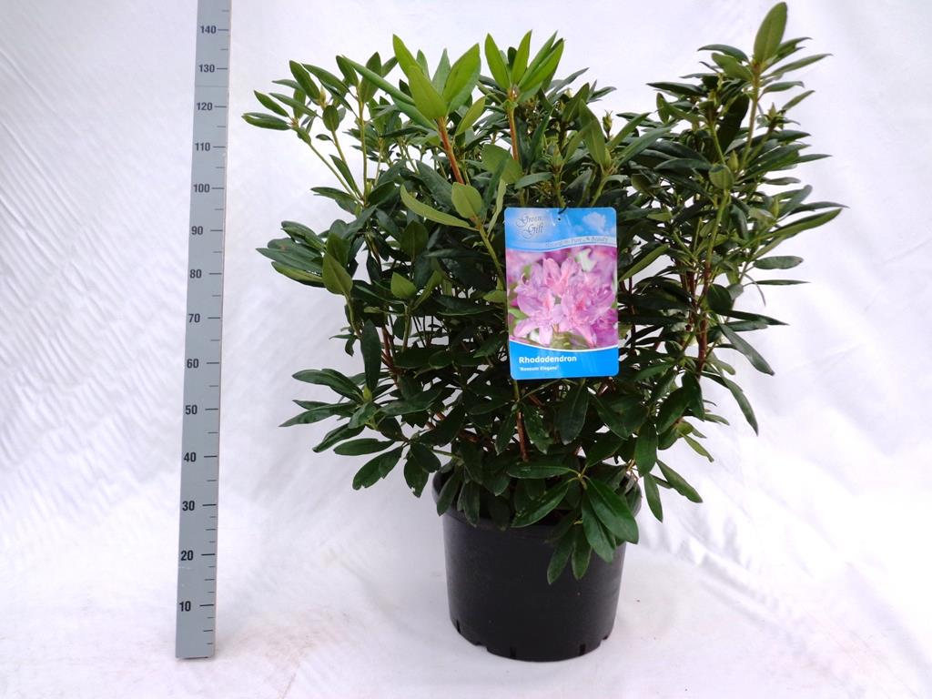 Rododendron &