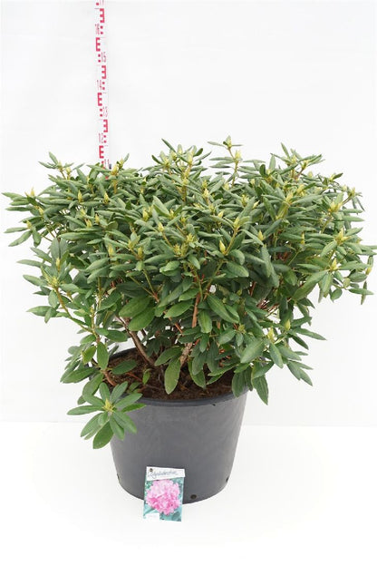 Rhododendron &