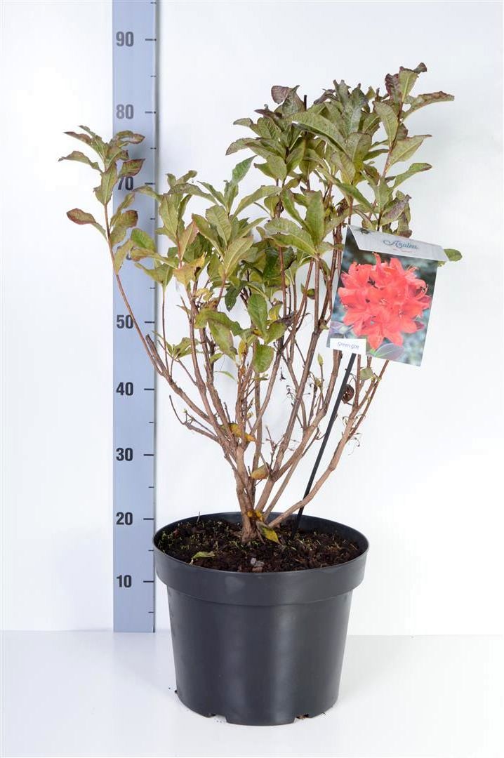 Rhododendron (AK) &