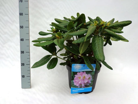 Rhododendron 'Scintillation'