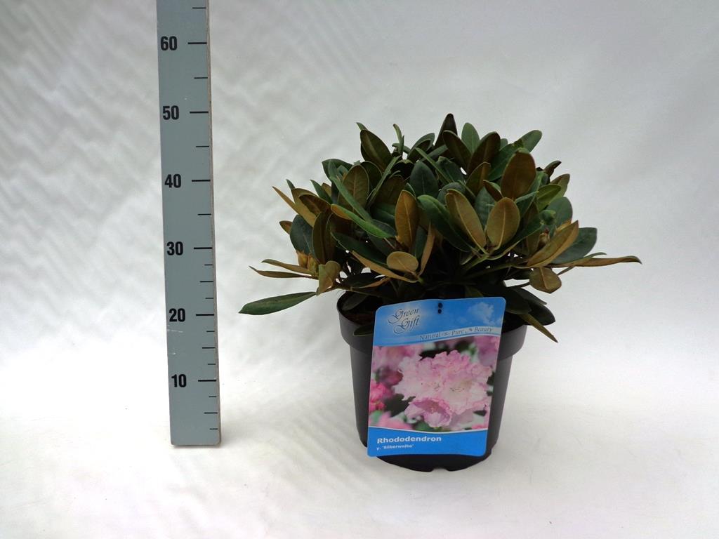 Rhododendron (Y) &