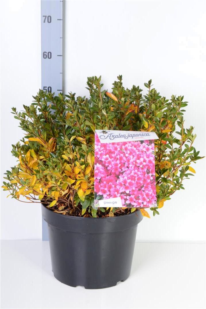 Rhododendron (AJ) &