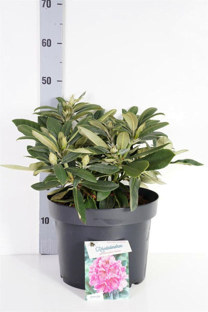 Rhododendron (Y) &