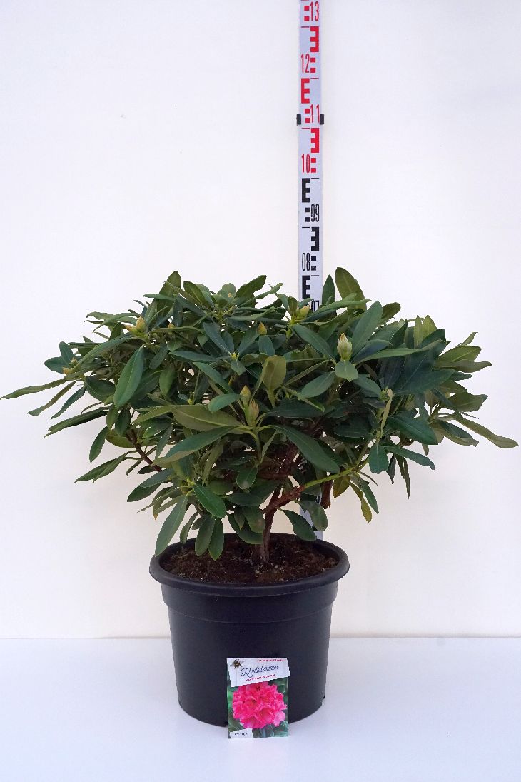 Rhododendron (Y) &