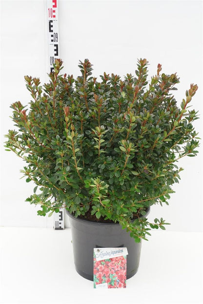 Rhododendron (AJ) &
