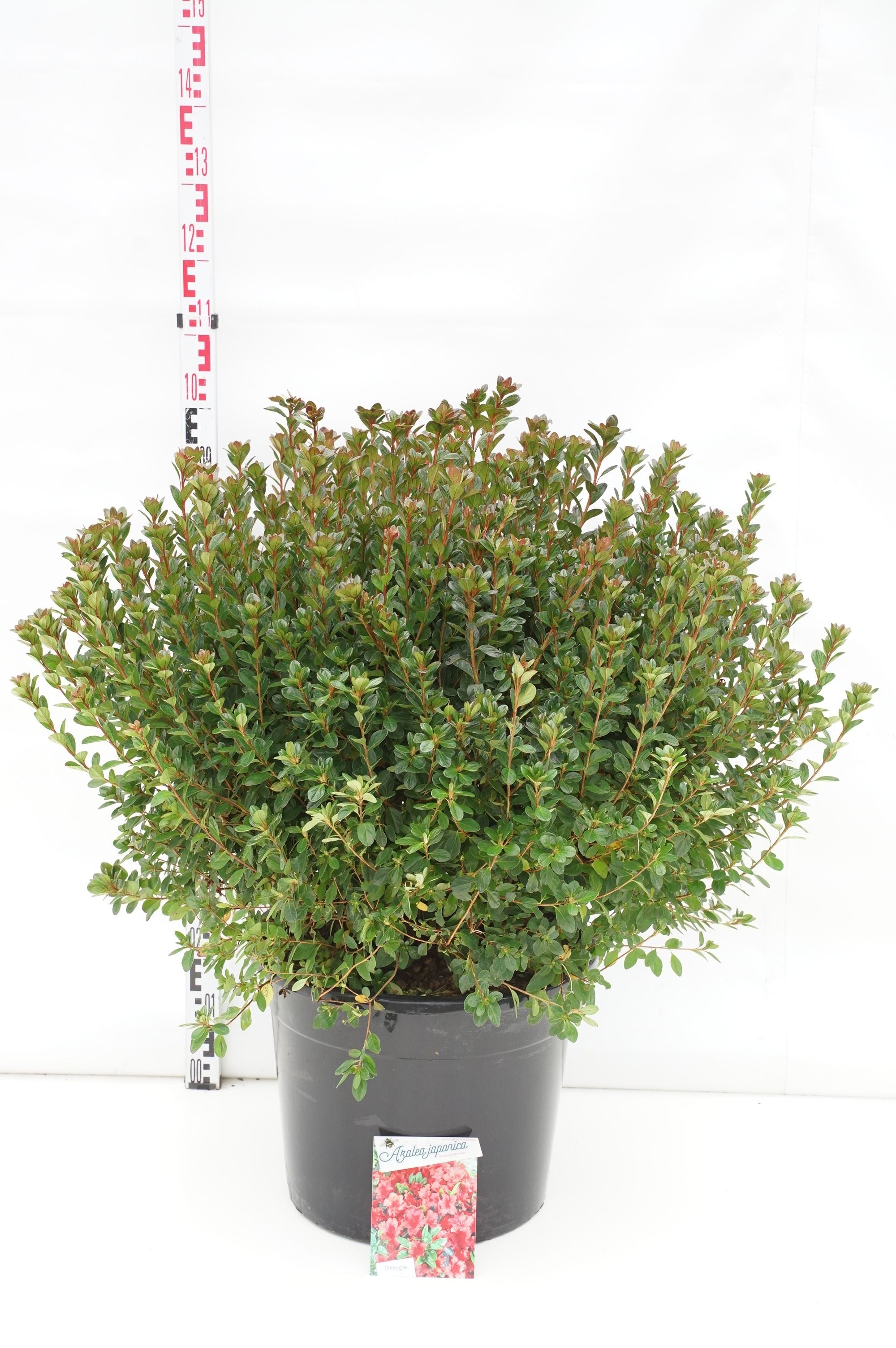 Rhododendron (AJ) &