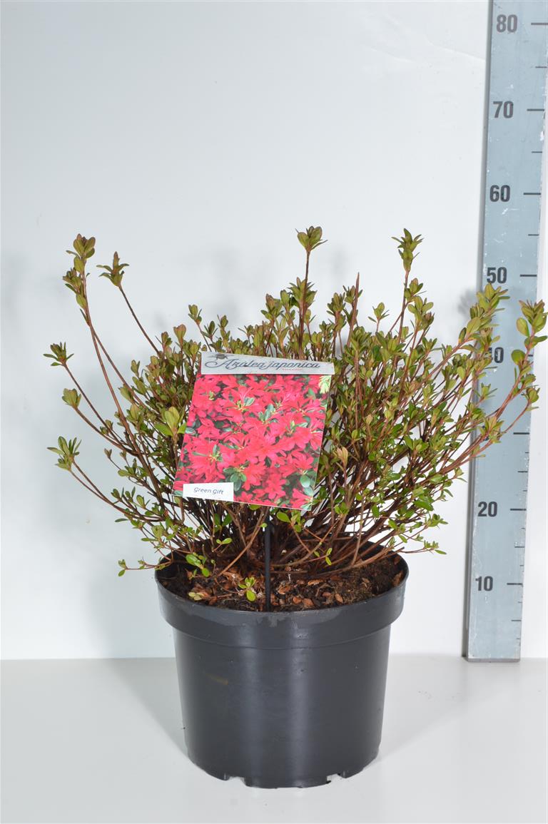 Rhododendron (AJ) &