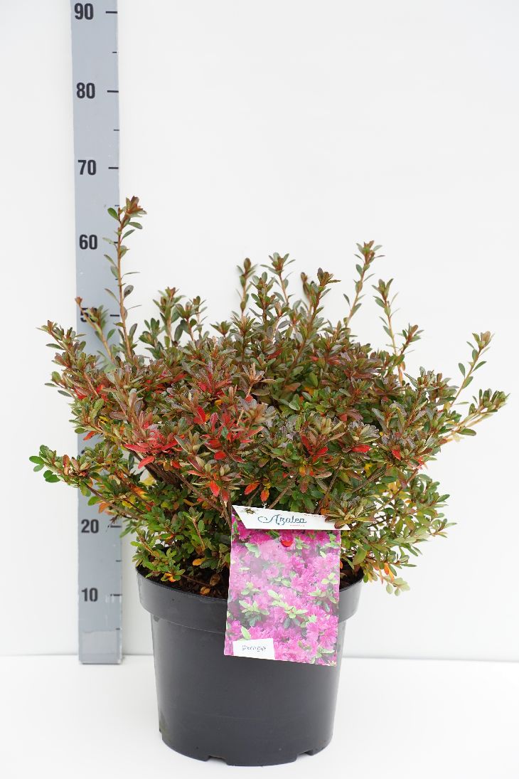 Rhododendron (AJ) &