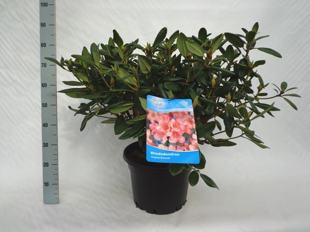 Rhododendron &