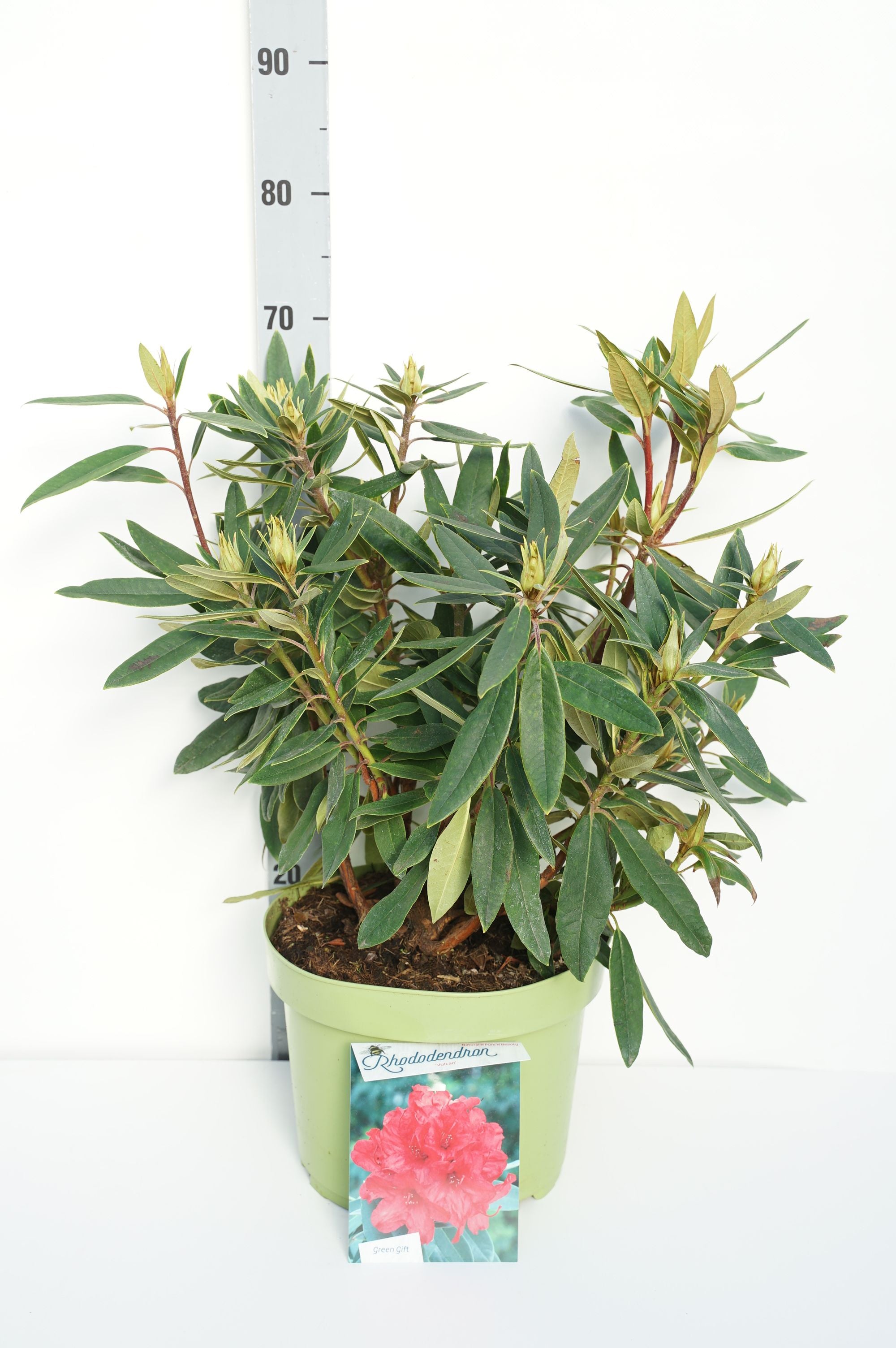 Rhododendron &