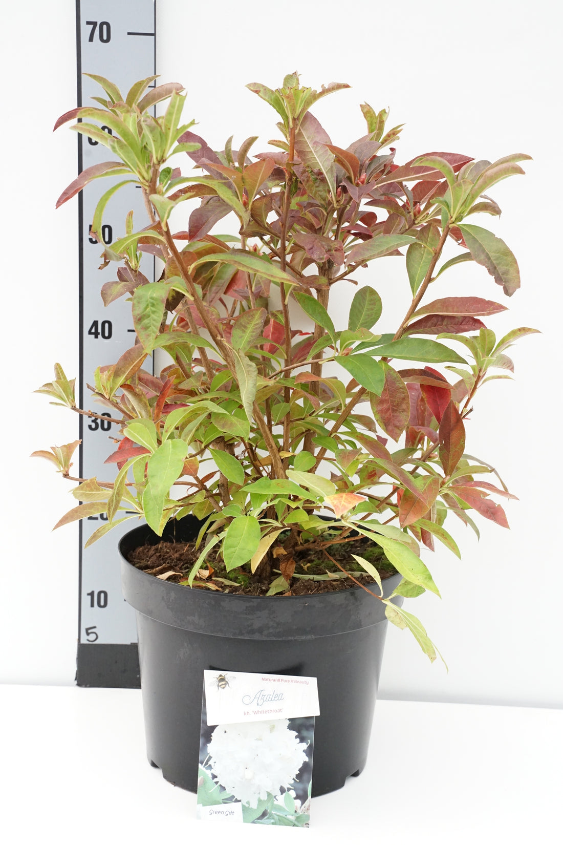 Rhododendron &