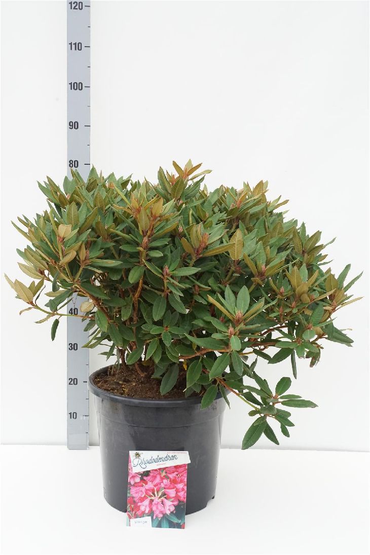 Rhododendron &