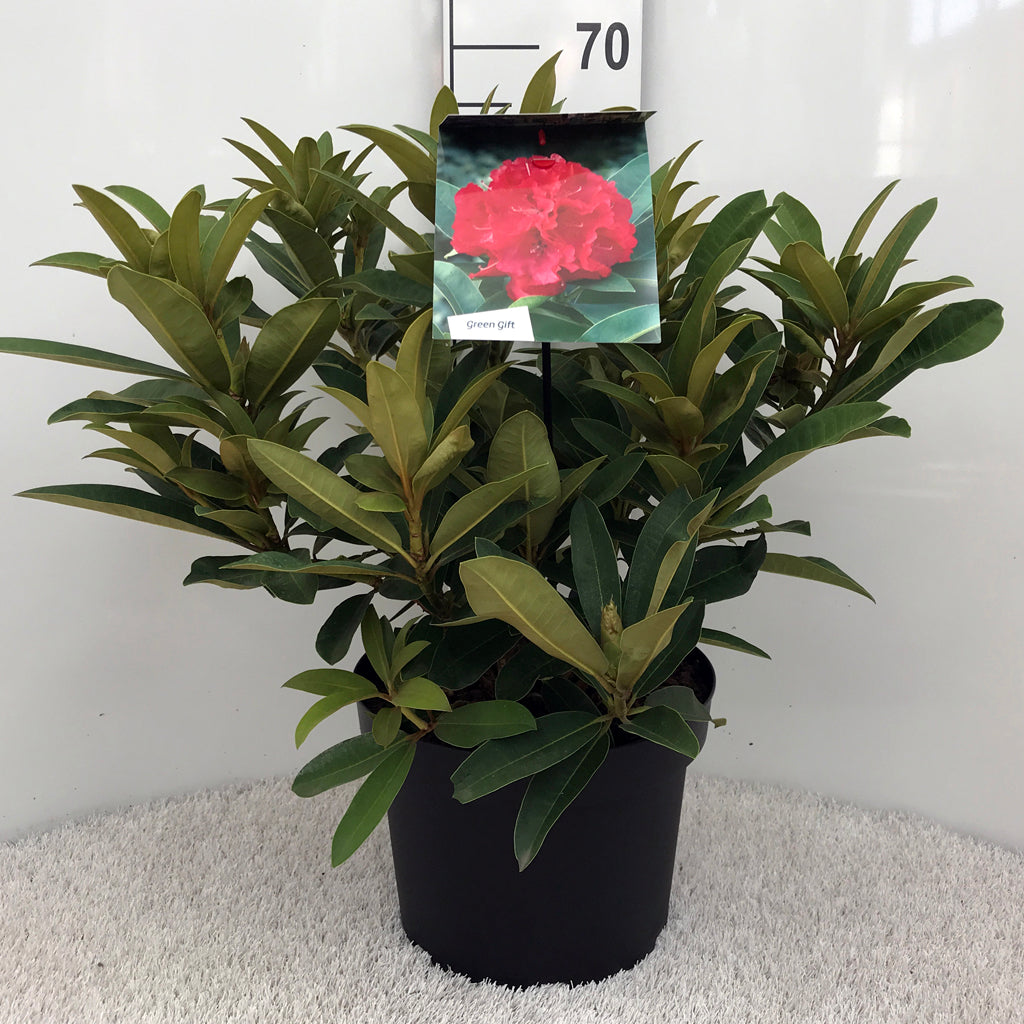 Rhododendron &