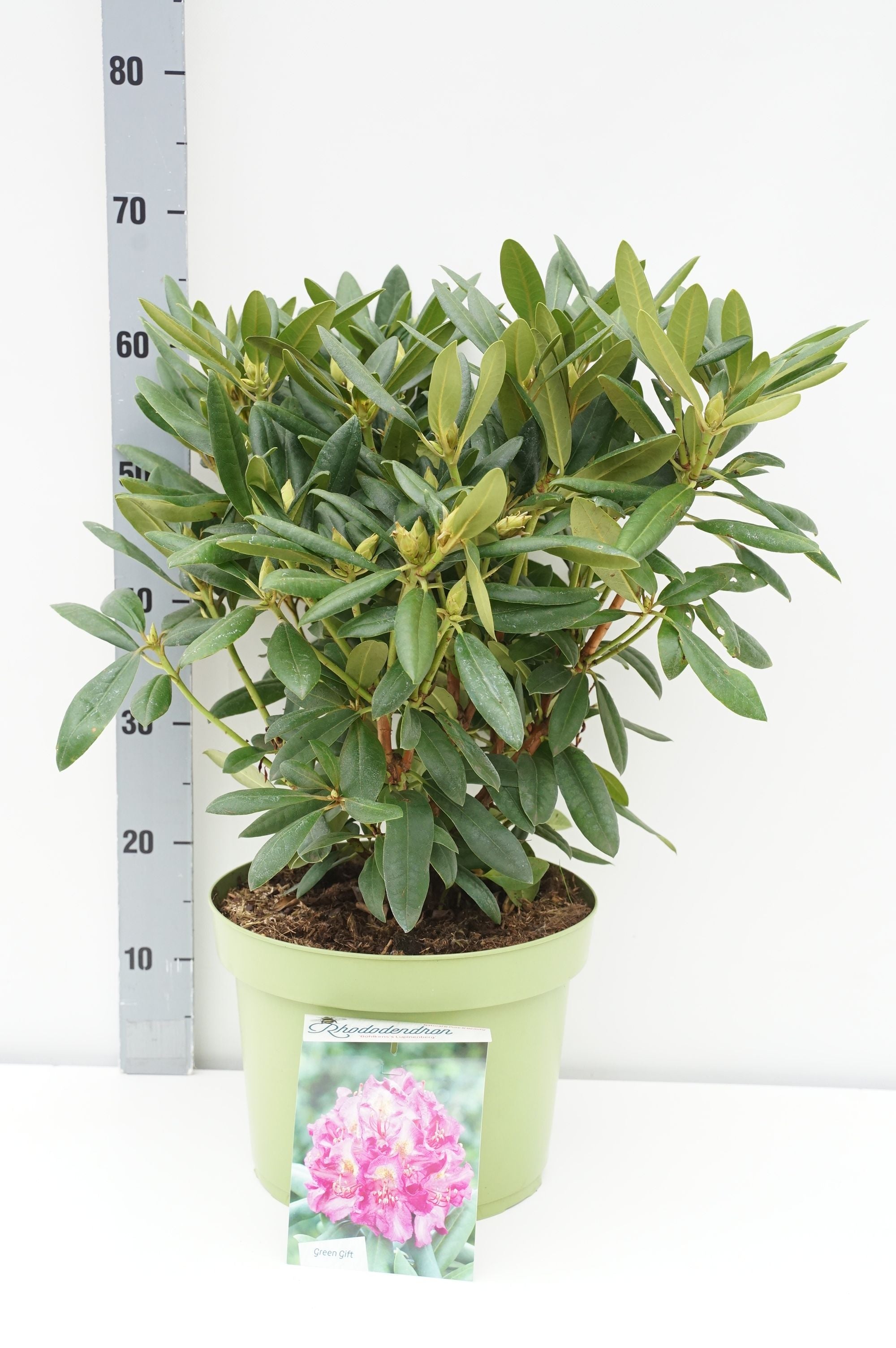 Rhododendron (Y) &