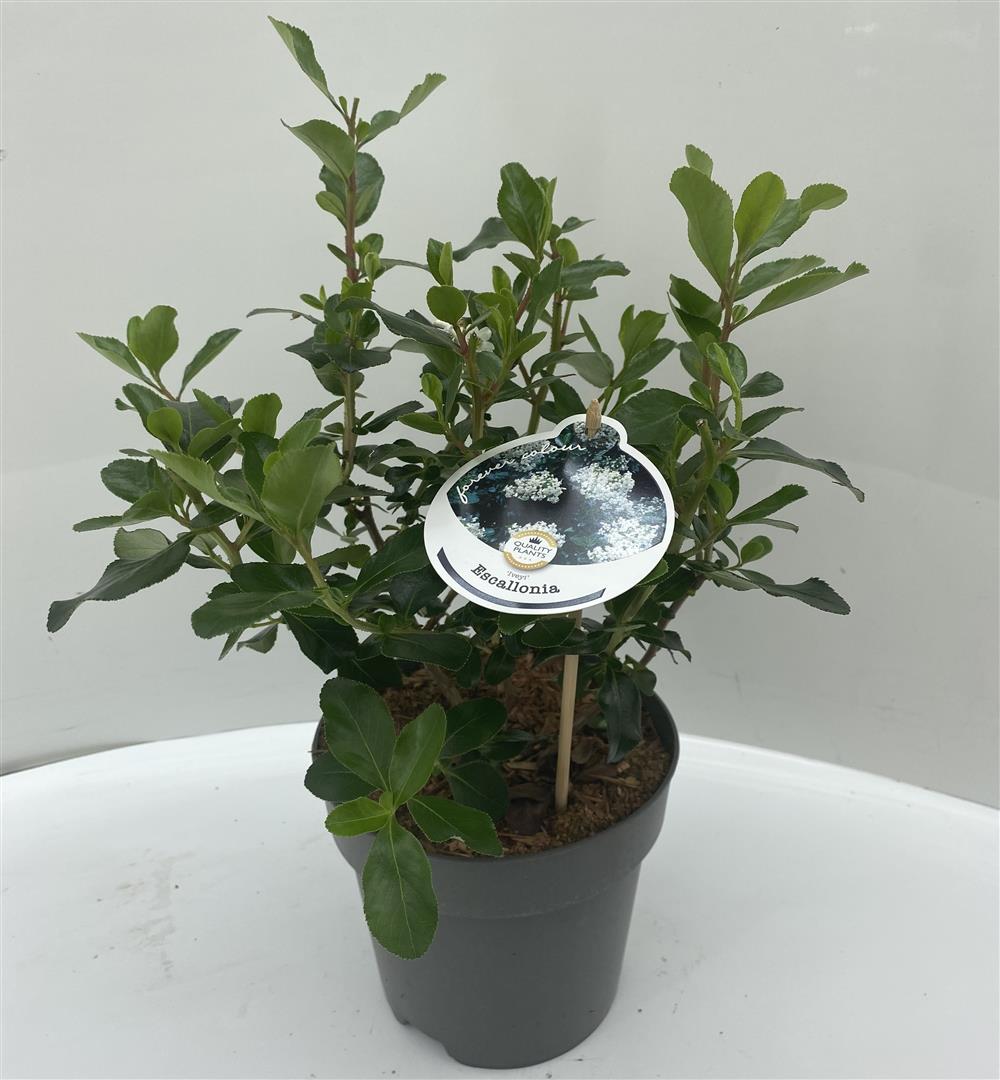 Escallonia &