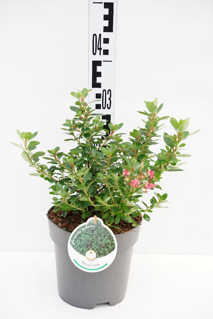 Escallonia &