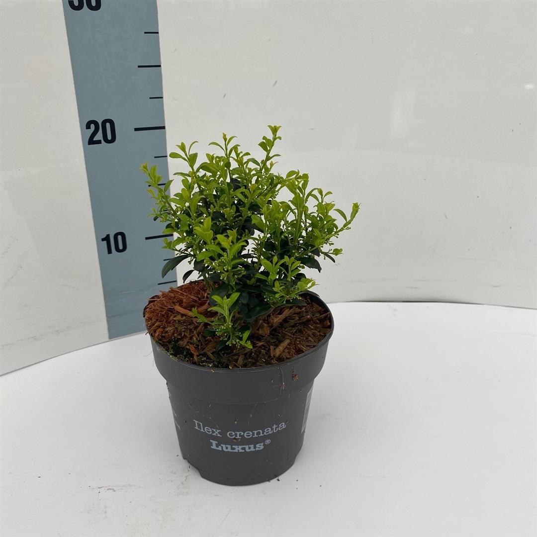 Ilex crenata &