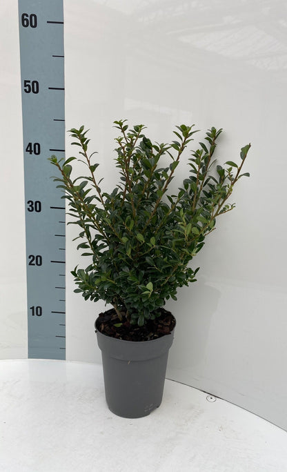 Ilex cren. &