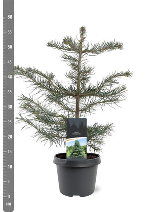 Abies concolor