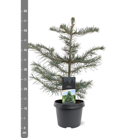 Abies concolor