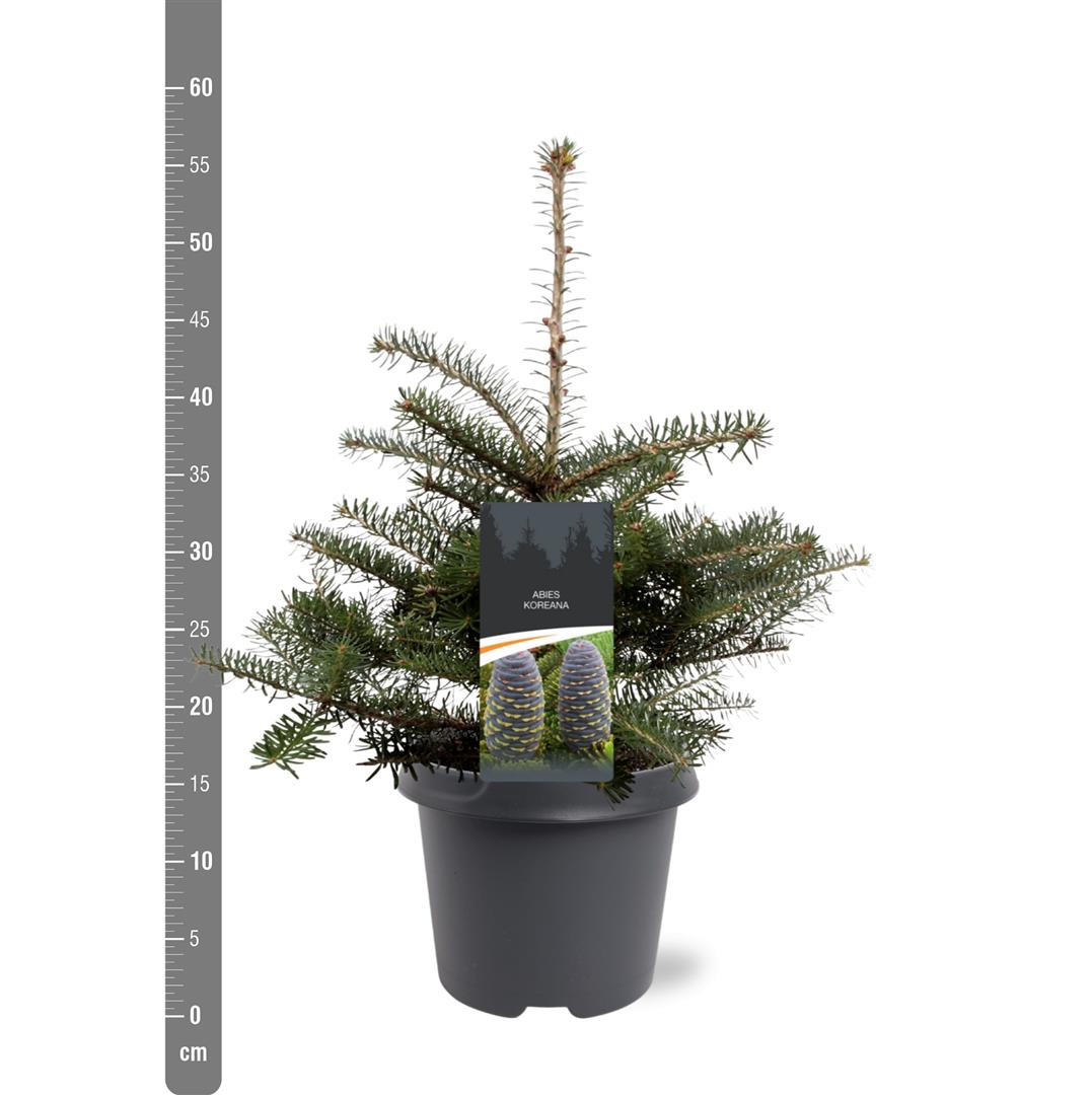 Silvergran koreana - C5/P23 30-40 CM