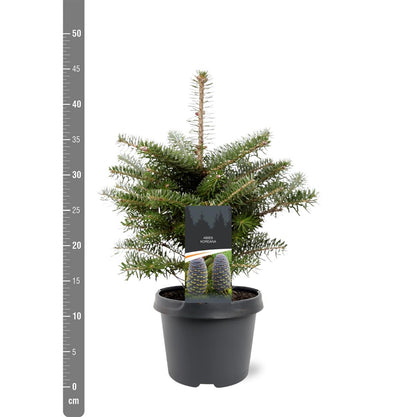 Abies koreana C3 (3 liters kruka) 25-30 cm