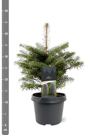 Abies koreana