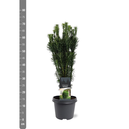 Cephalotaxus h. &