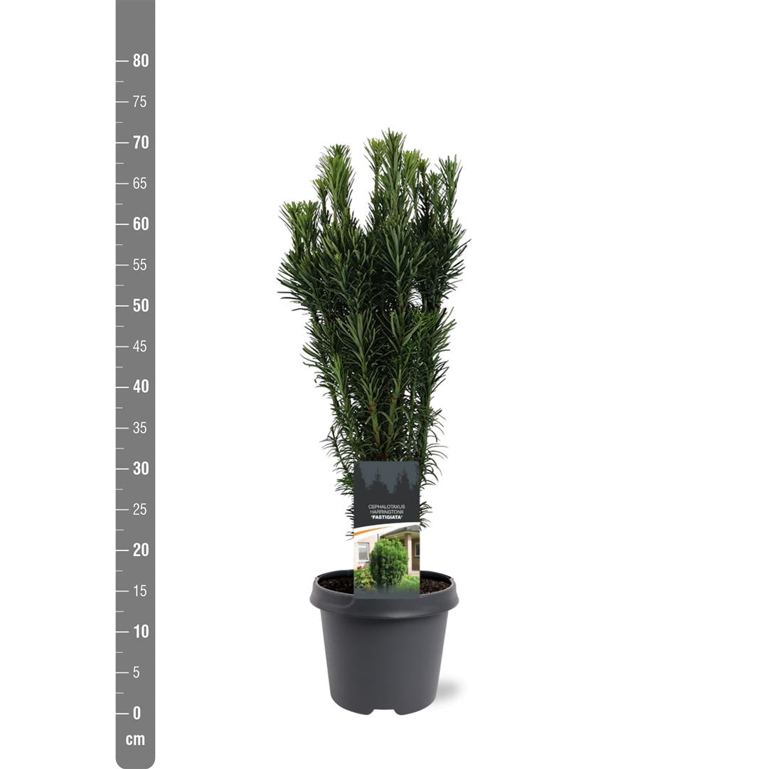 Cephalotaxus h. &