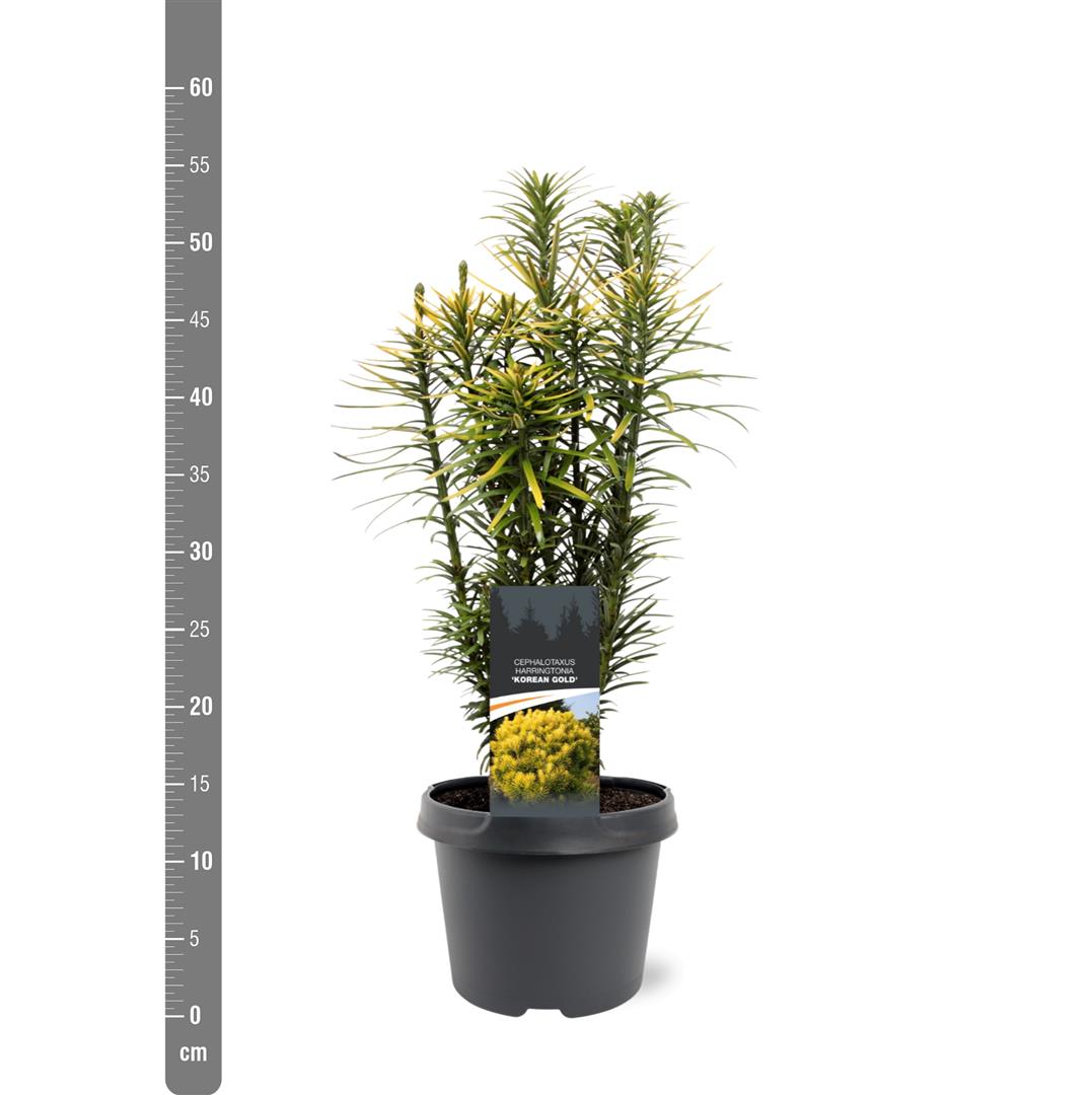 Cephalotaxus h. &