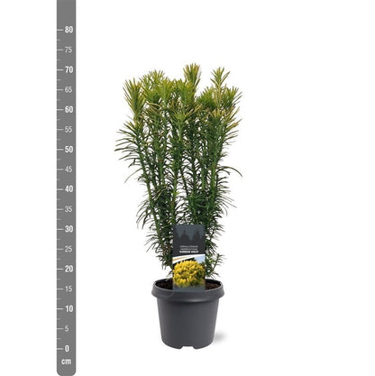 Cephalotaxus h. &