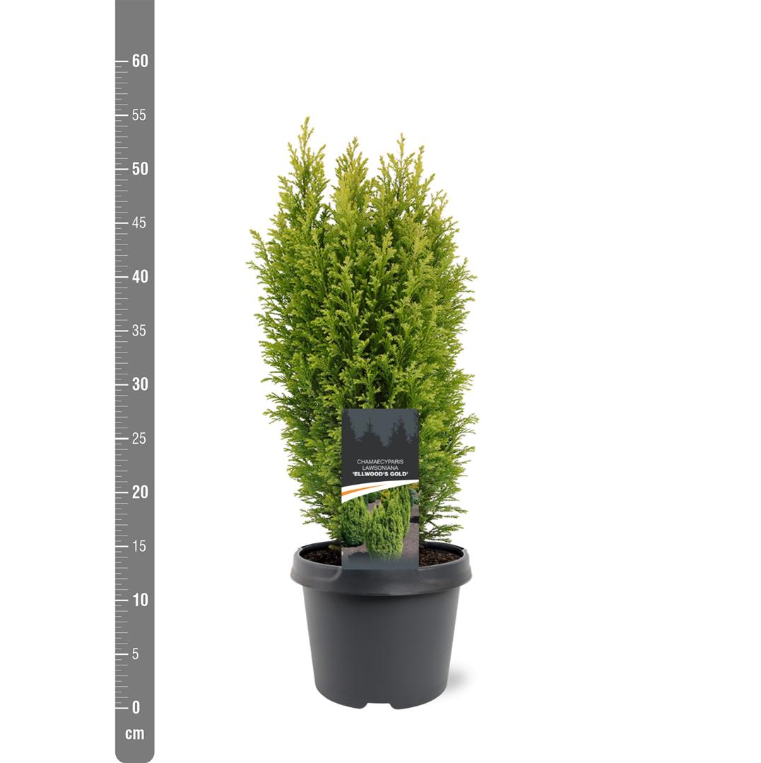 TW-2757688